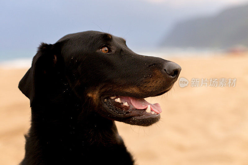 在夏威夷考艾岛波利黑尔州立公园的海滩上，一只Beauceron Shepherd。